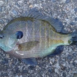 ブルーギル