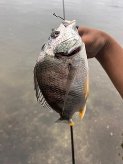 キビレの釣果