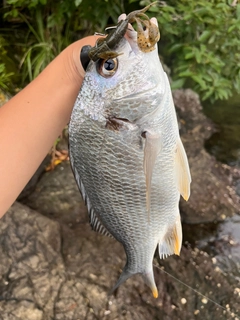 キビレの釣果