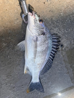 キビレの釣果