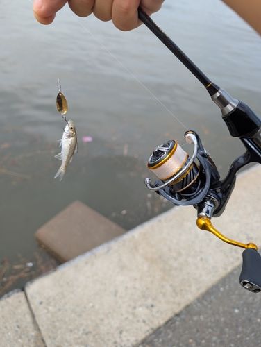 セイゴ（ヒラスズキ）の釣果