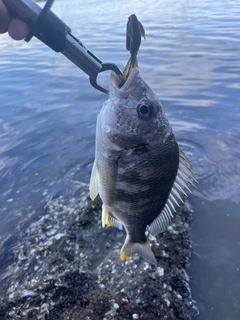 キビレの釣果
