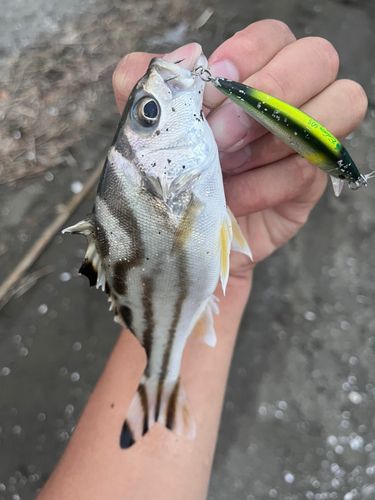 コトヒキの釣果