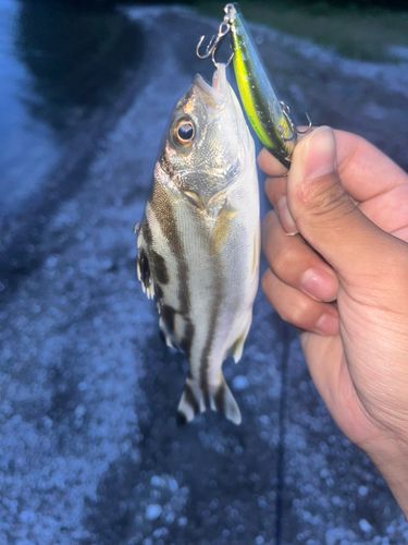 コトヒキの釣果