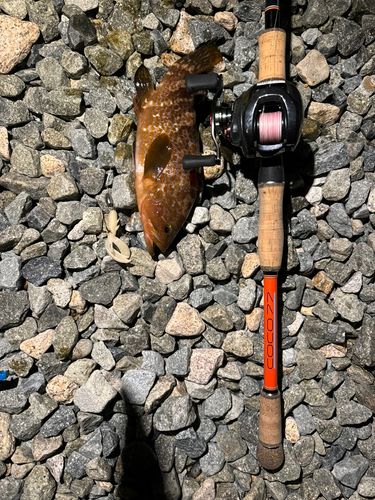 アコウの釣果