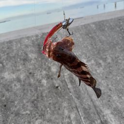 キジハタ