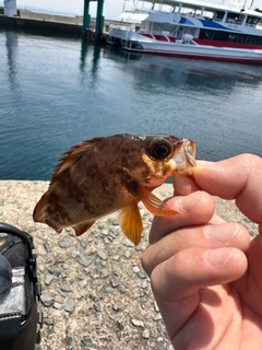アカメバルの釣果