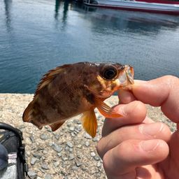 アカメバル