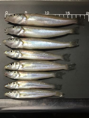 キスの釣果