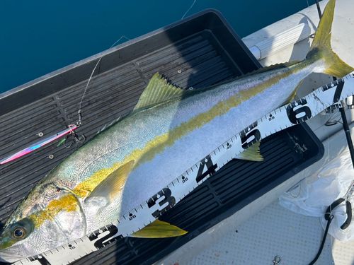 ヒラマサの釣果