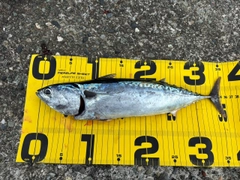 ソウダガツオの釣果