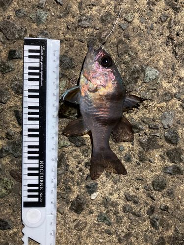 ヨコスジイシモチの釣果
