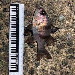 ヨコスジイシモチ