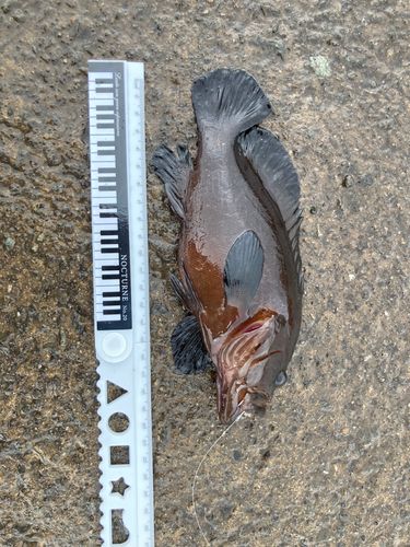 アオノメハタの釣果