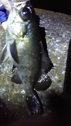 クロメバルの釣果