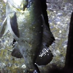 クロメバル