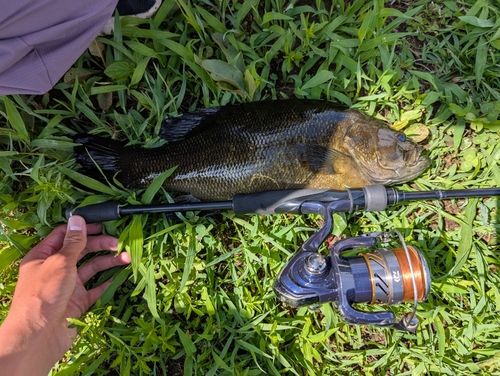スモールマウスバスの釣果