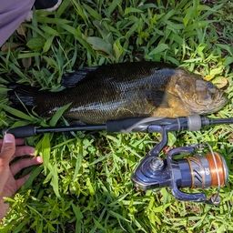 スモールマウスバス