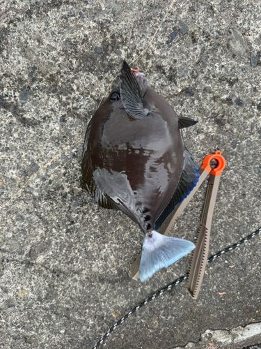 ニザダイの釣果