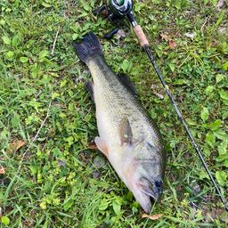 スポッテッドバス