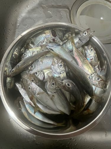 釣果