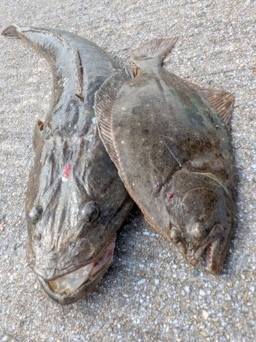 マゴチの釣果