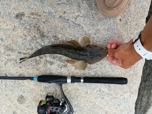 マゴチの釣果