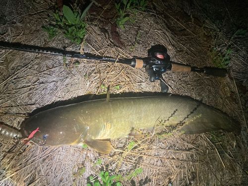 ナマズの釣果