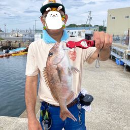 マダイ