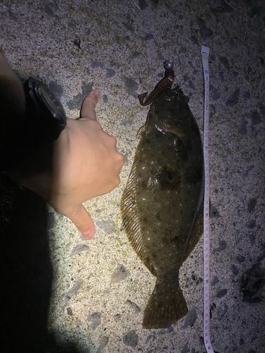 ソゲの釣果