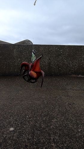タコの釣果