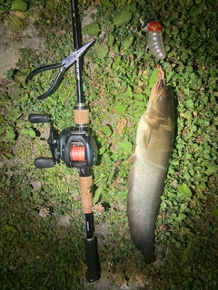 ナマズの釣果