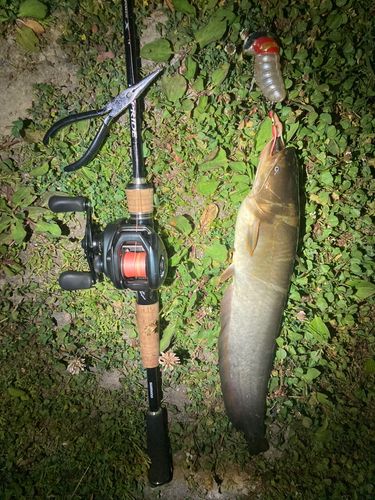 ナマズの釣果