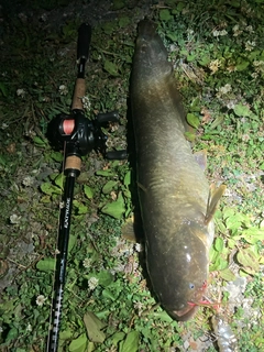 ナマズの釣果