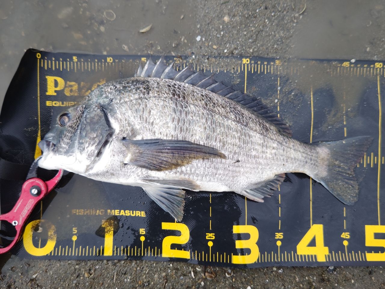 DAIWA 18イグジスト LT3000-CHの最安値・インプレ・釣果 | 本音の