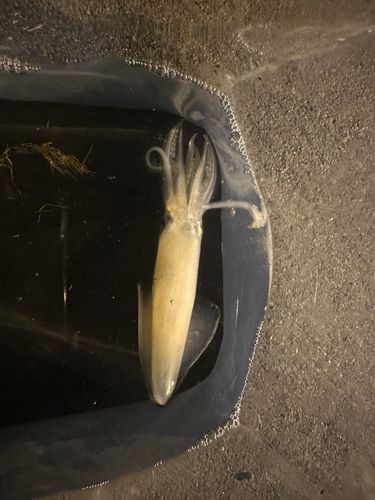 マメイカの釣果