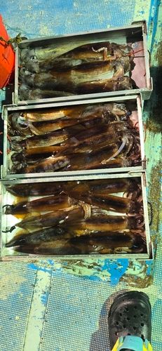 スルメイカの釣果