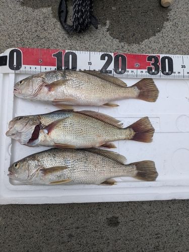 イシモチの釣果