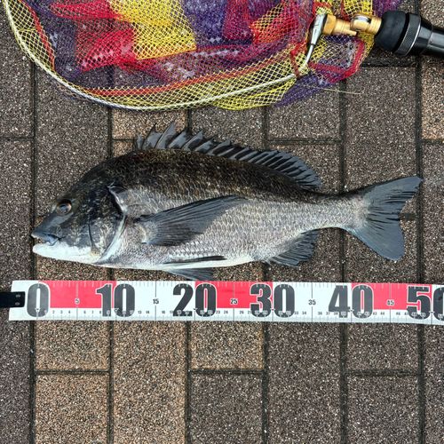 クロダイの釣果