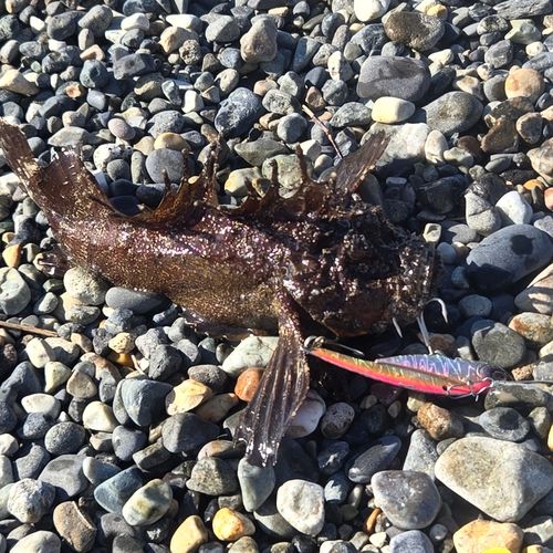 オニオコゼの釣果