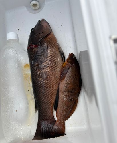 コブダイの釣果