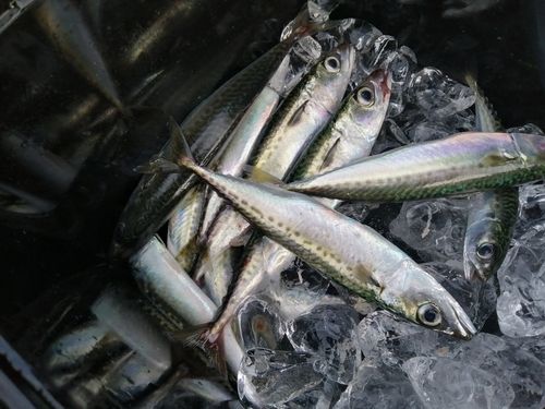 サバの釣果