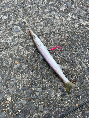 カマスの釣果