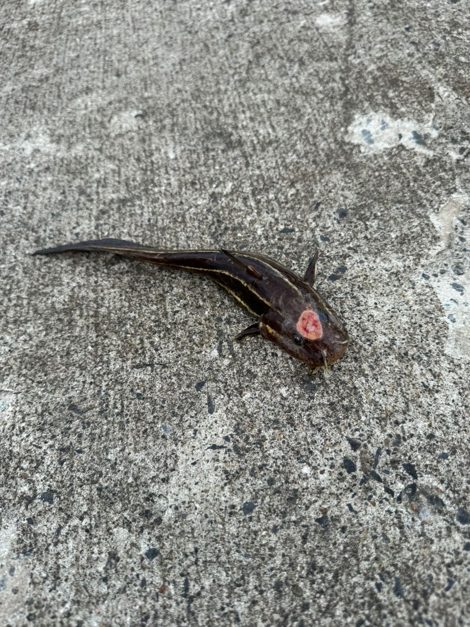 カマス