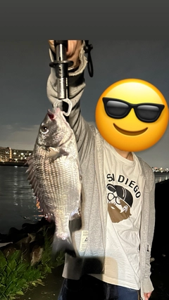 チヌの釣果