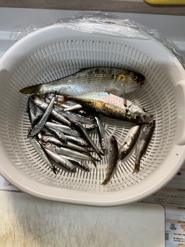 カタクチイワシの釣果