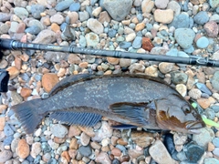 アイナメの釣果