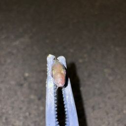 アジ