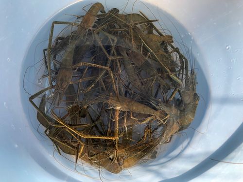 テナガエビの釣果