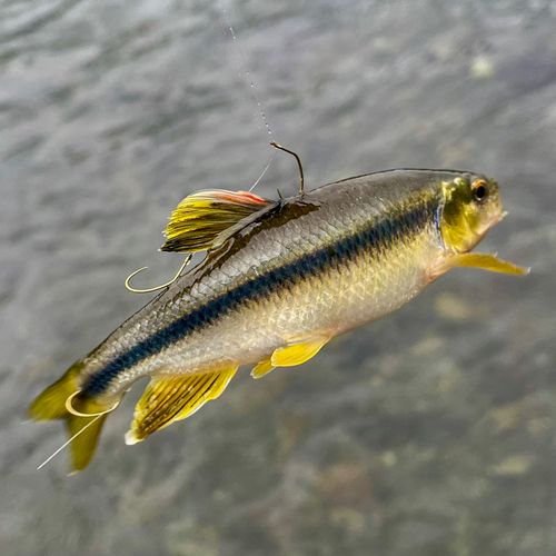 カワムツの釣果